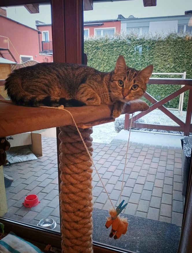 Warum kratzt die Katze am Sofa